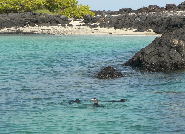 14- Manchots devant la plage 